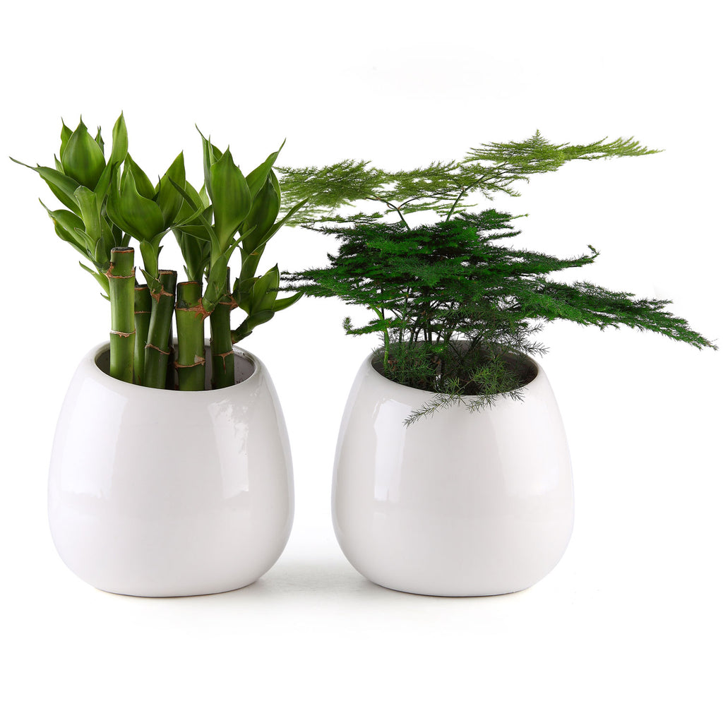 Succulent  Ceramic Pot